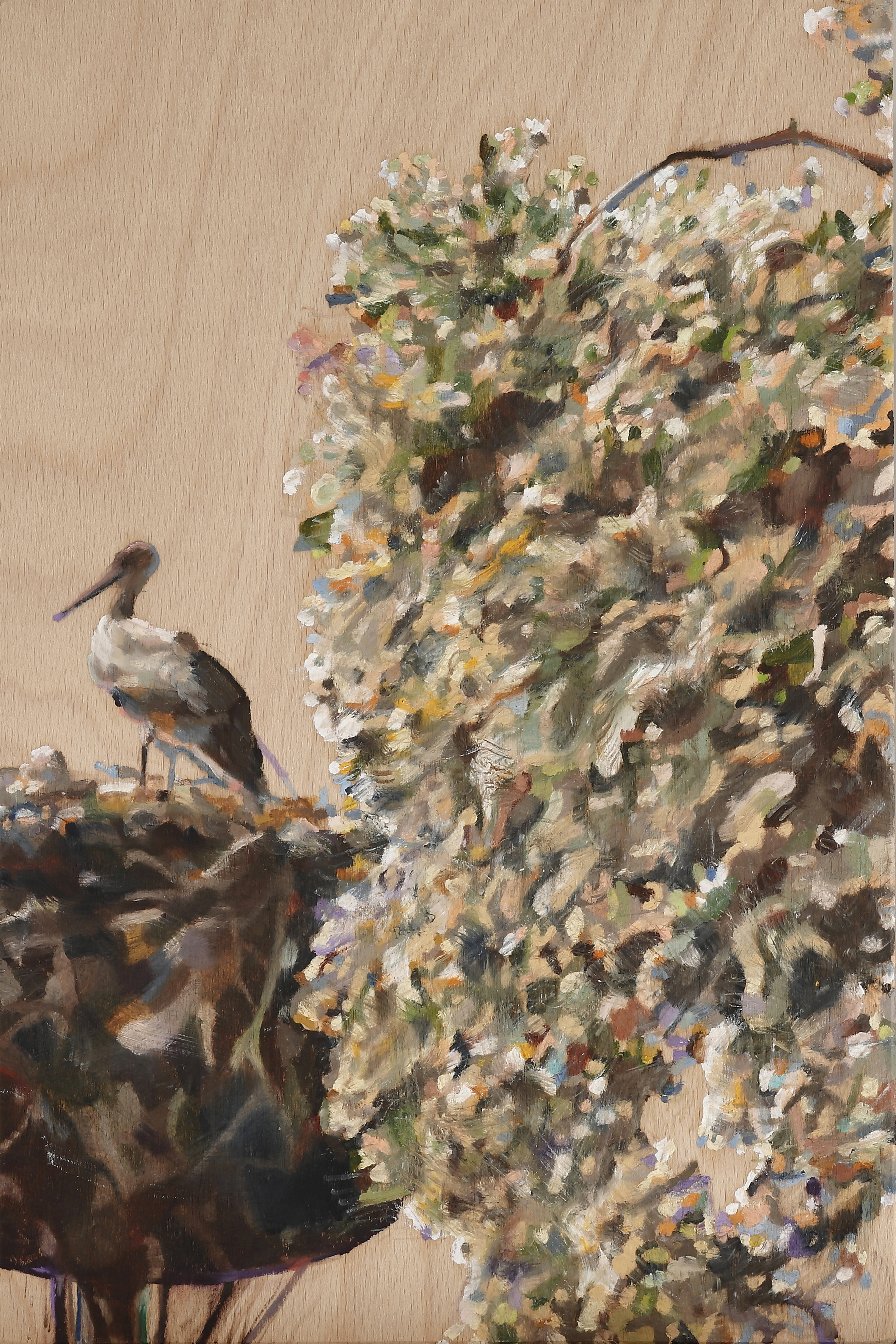 Storch | stork, 2017